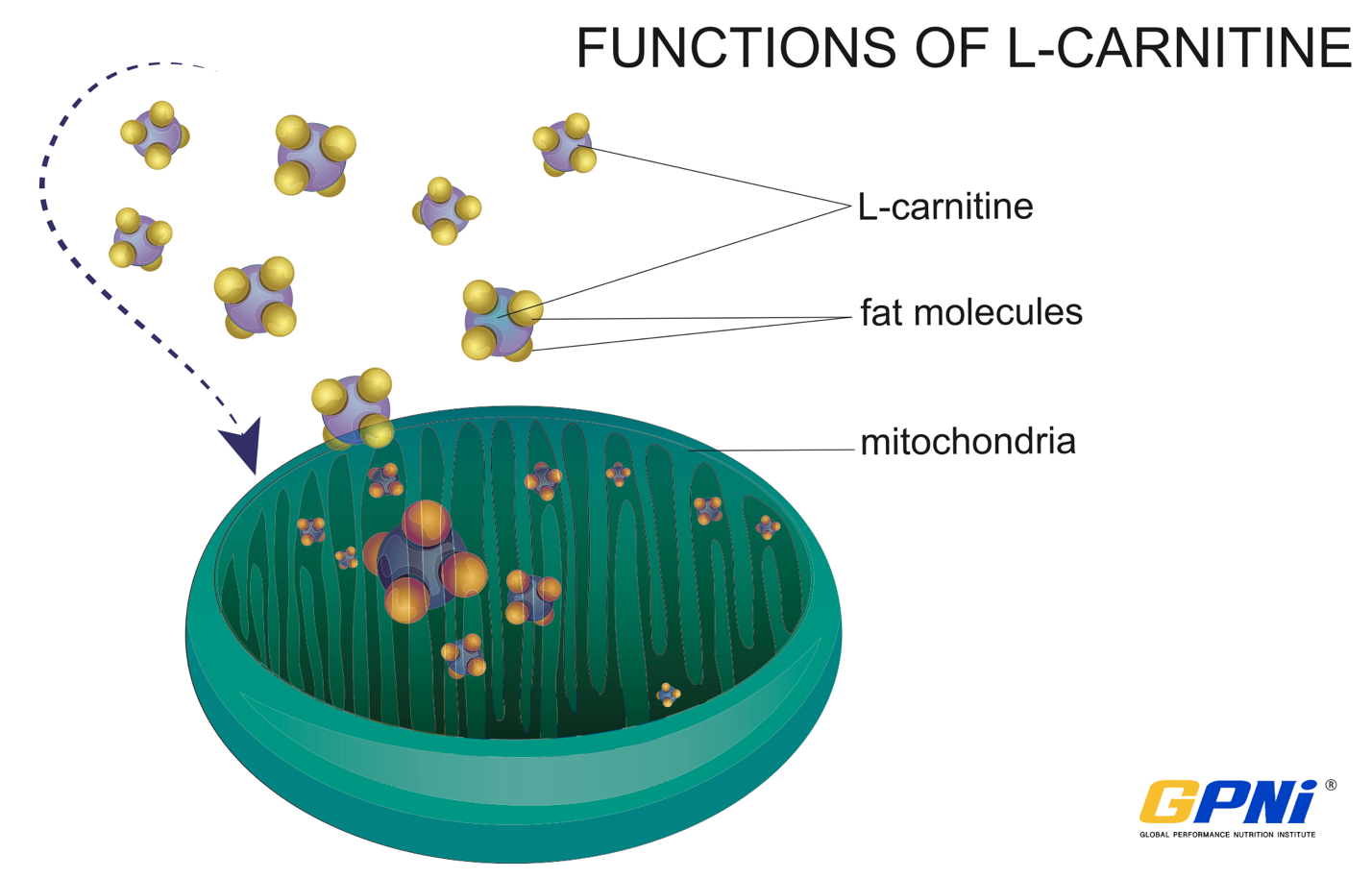 Functions of l carnitine