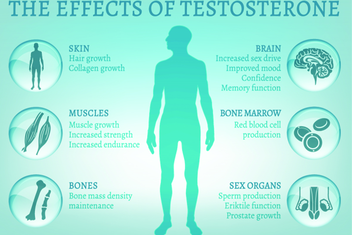 Testosterone effects
